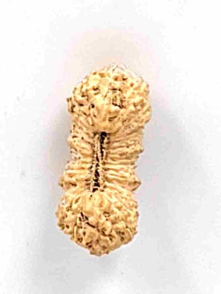 30Mukhi Indonesian RudrakshaBead(Size-23mm)