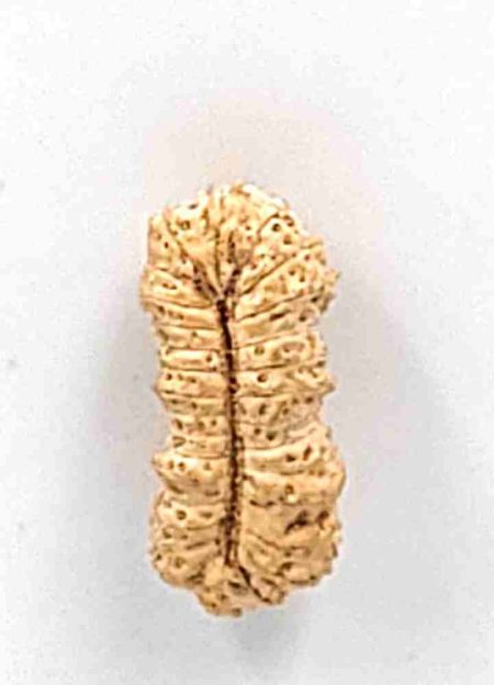 30Mukhi Indonesian RudrakshaBead(Size-23mm)