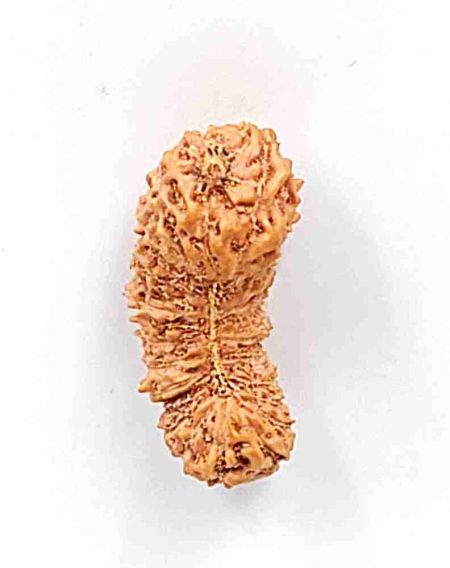 31 Mukhi Indonesian rudraksha Bead(Size-21.5mm)