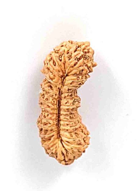 31 Mukhi Indonesian Rudraksha Bead(Size-20mm)