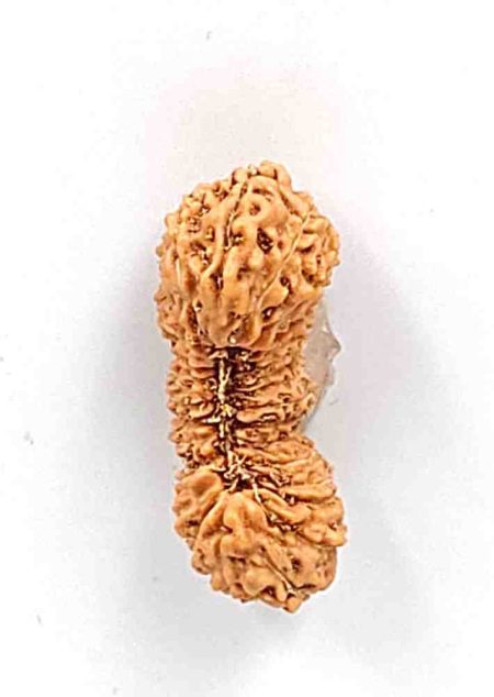31 Mukhi Indonesian Rudraksha Bead(Size-20mm)
