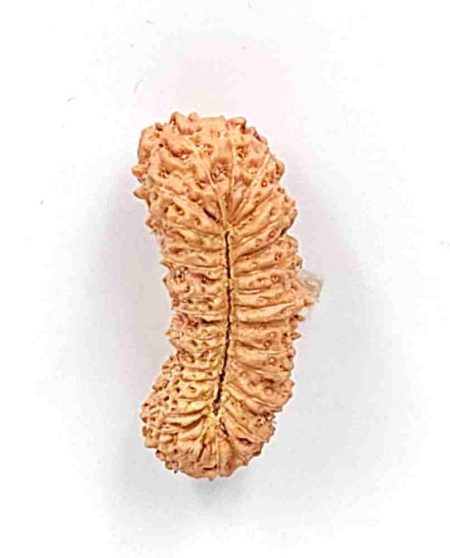 31 Mukhi Indonesian rudraksha Bead(Size-21.5mm)