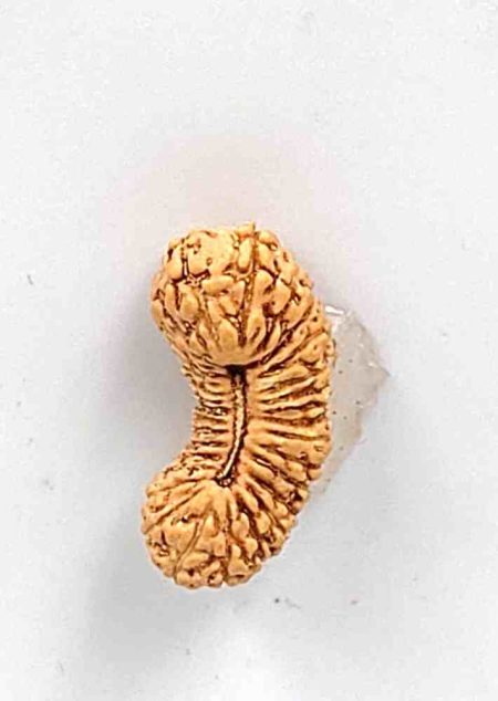 32 Mukhi Indonesian Rudraksha Bead(Size-15.5mm)