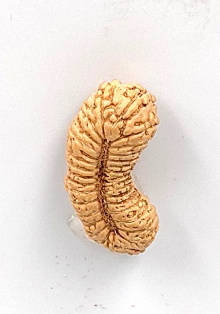 32 Mukhi Indonesian Rudraksha Bead(Size-15.5mm)