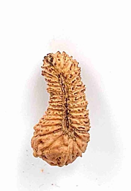 32 Mukhi Indonesian Rudraksha Bead(Size-15mm)