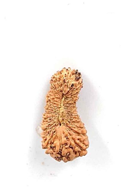 32 Mukhi Indonesian Rudraksha Bead(Size-15mm)