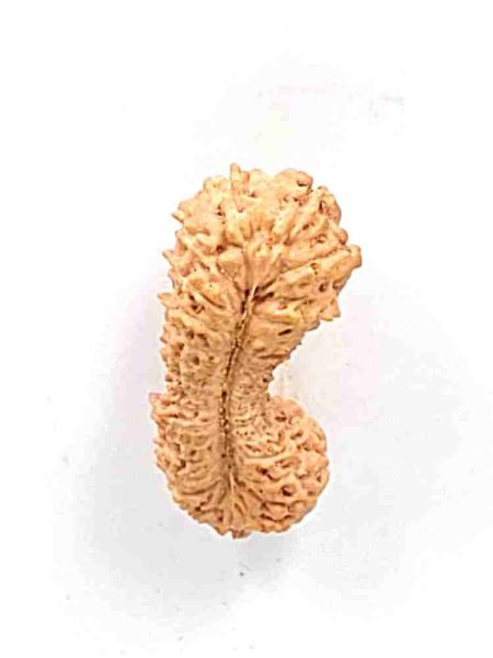 32 Mukhi Indonesian Rudraksha Bead(size-24.5mm)