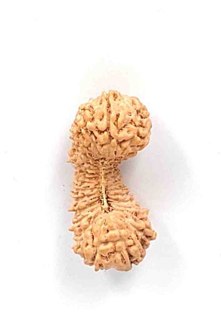 32 Mukhi Indonesian Rudraksha Bead(size-24.5mm)