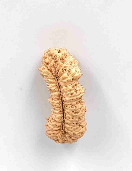 33 Mukhi Indonesian Rudraksha Bead(Size-23.5mm)