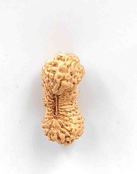 33 Mukhi Indonesian Rudraksha Bead(Size-23.5mm)