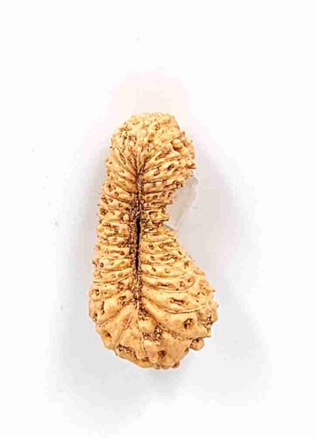 33Mukhi Indonesian Rudraksha Bead(Size-25mm)