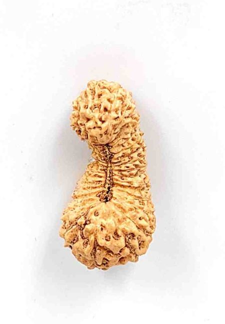 33Mukhi Indonesian Rudraksha Bead(Size-25mm)