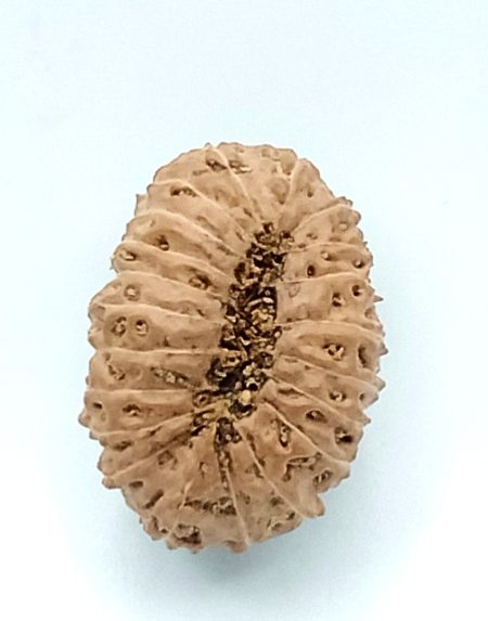 21 Mukhi Indonesian Collector bead(Size-29mm)(Price on Request)