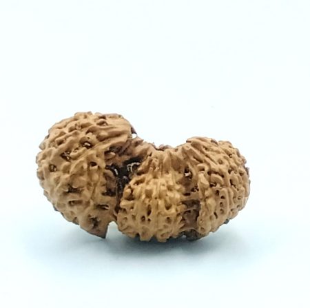 21 Mukhi Trijuti (Size-31mm)(Price on Request)
