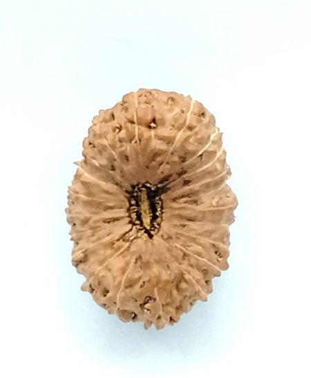 21 Mukhi Indonesian Collector bead(Size-29mm)(Price on Request)